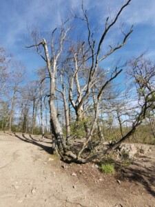 Vyhlídka Máj devastace přírody