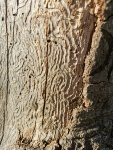 Vyhlídka Máj devastace přírody